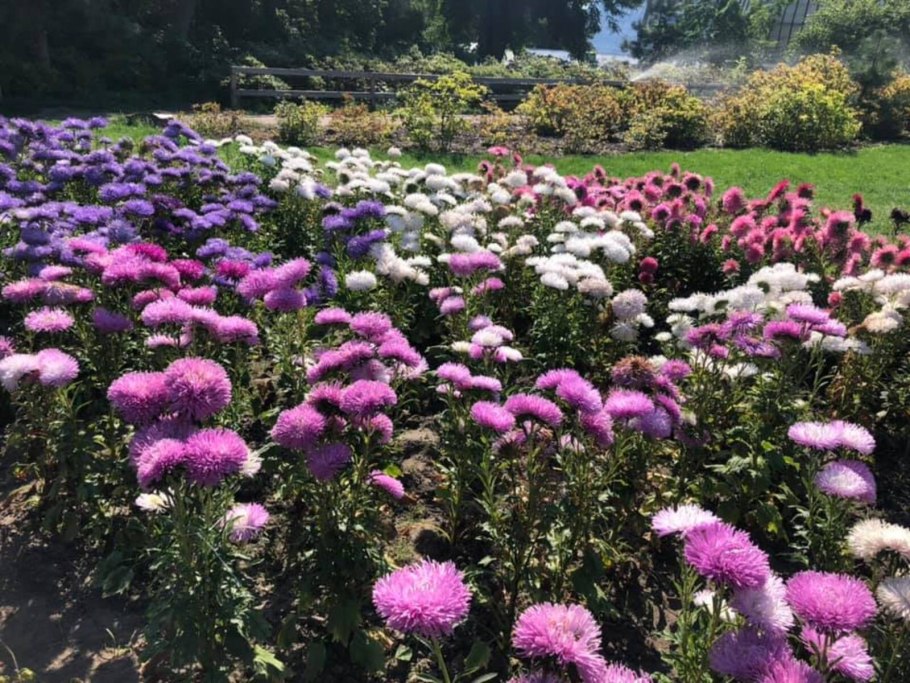 Астра многолетняя кустарниковая (Aster dumosus)