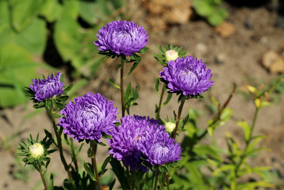 Aster dumosus Anneke листья