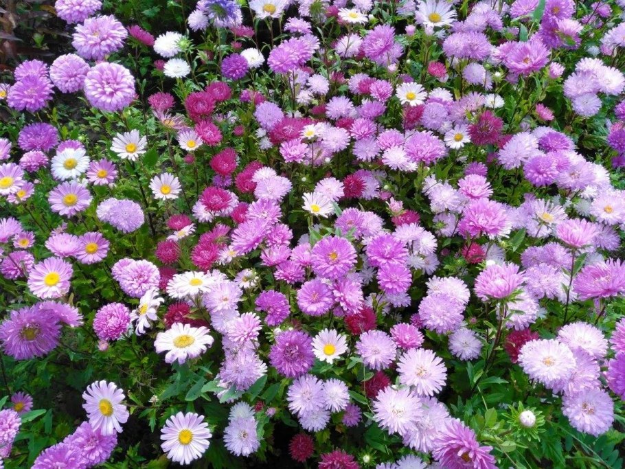 Астра новоанглийская Барс Пинк