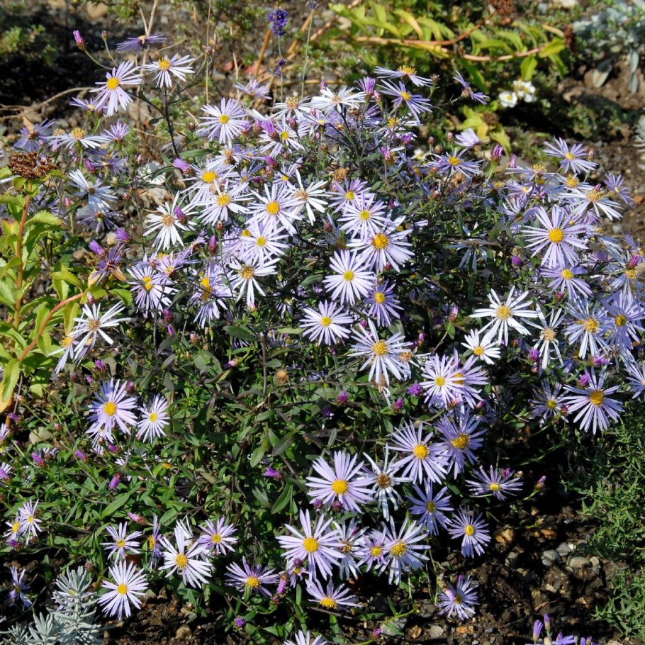 Symphyotrichum oblongifolium