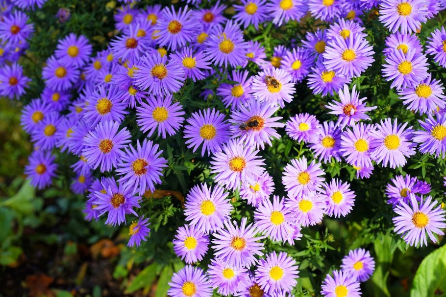 Астра голубоватая Aster Tongolensis