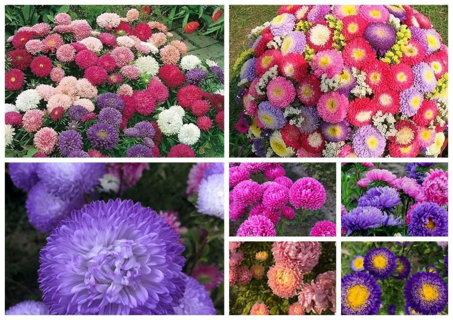 Фузариоз астр