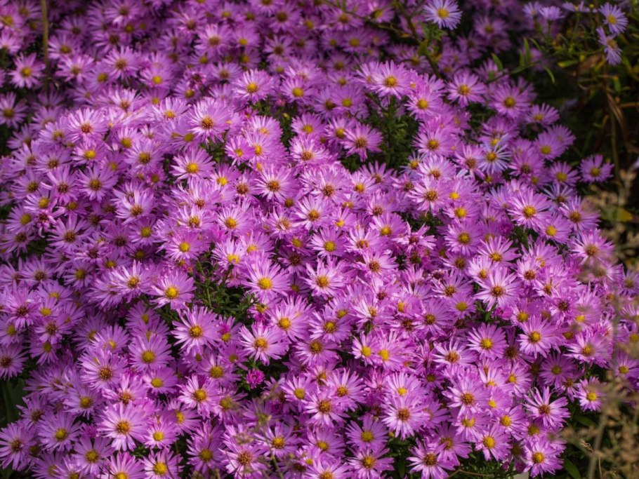 Астра каллистефус китайский