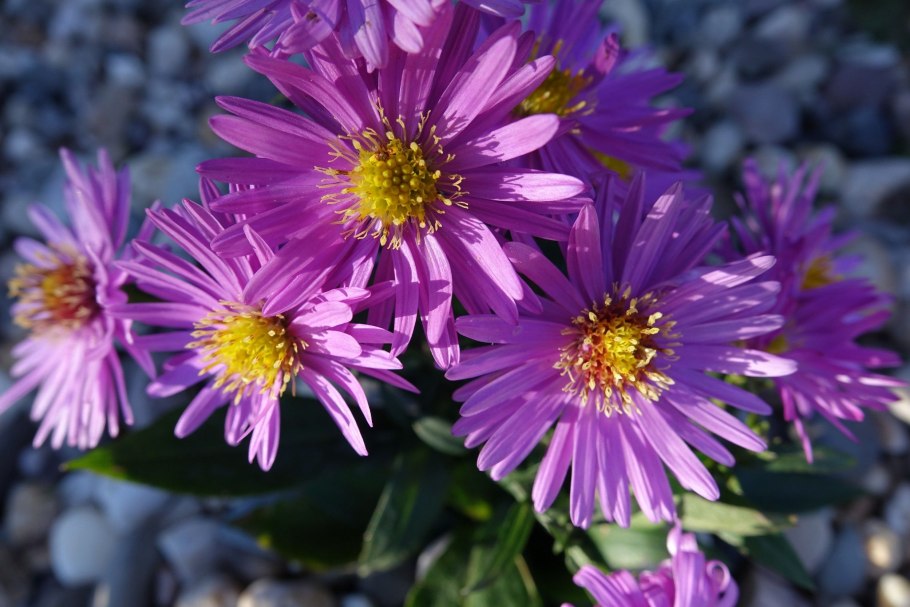 Астра итальянская (Aster amellus)