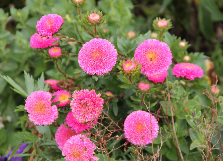 Астры на закате