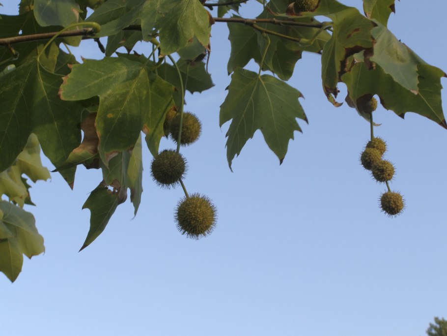 Платан листья семена