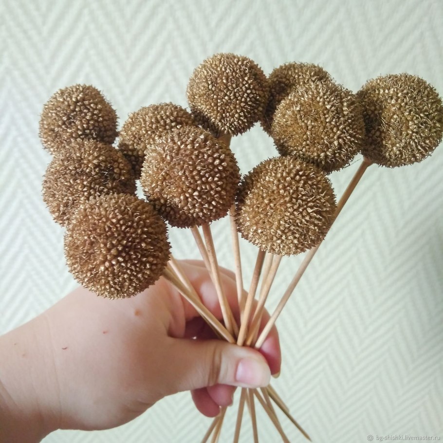 Растение Восточный Платан