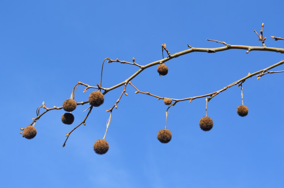 Platanus occidentalis