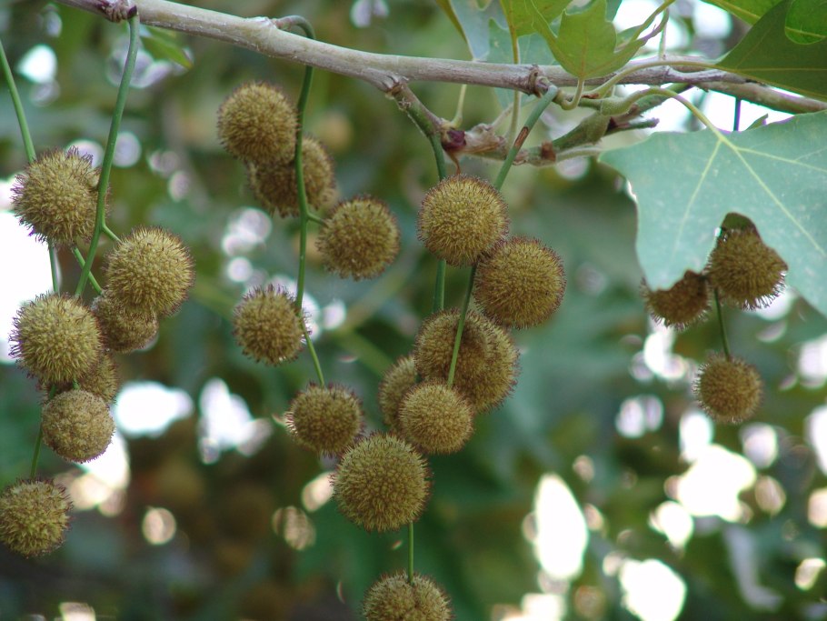 Платан колючие шишки