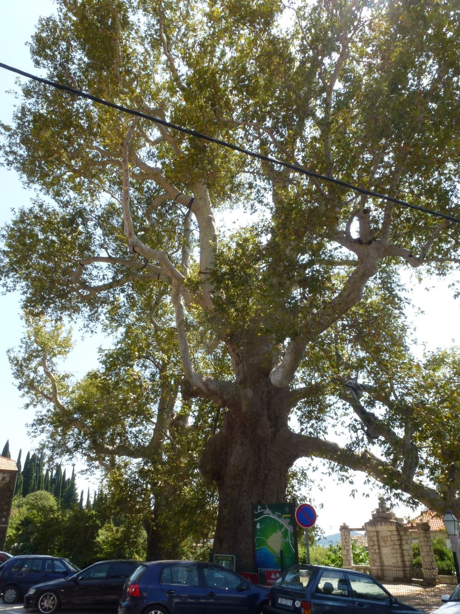Дерево долгожитель Платан в Испании