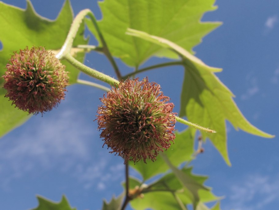 Шишки платана