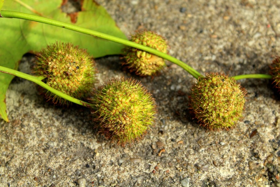 Дерево с черными шариками семенами