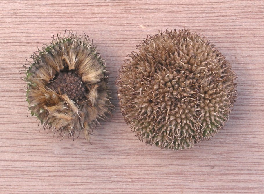 Растение куст Платан