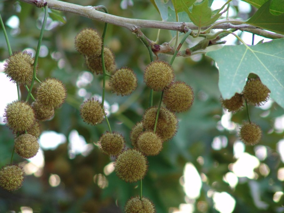 Платан Палласа Терновка Крым