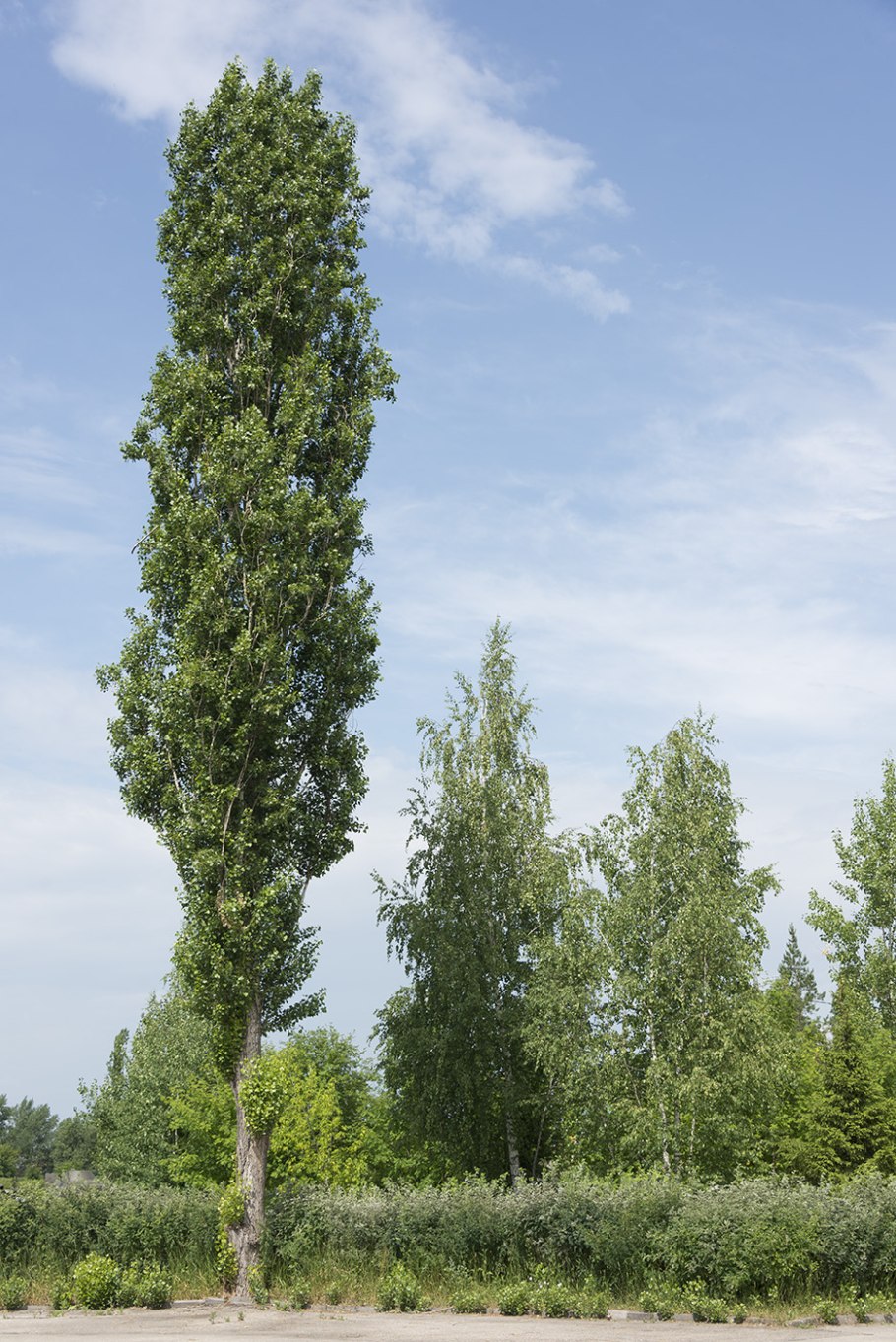 Дуб черешчатый Quercus Robur 'Fastigiata'