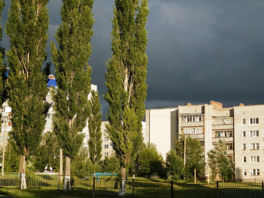 Тополь Советский пирамидальный Populus sowietica pyramidalis