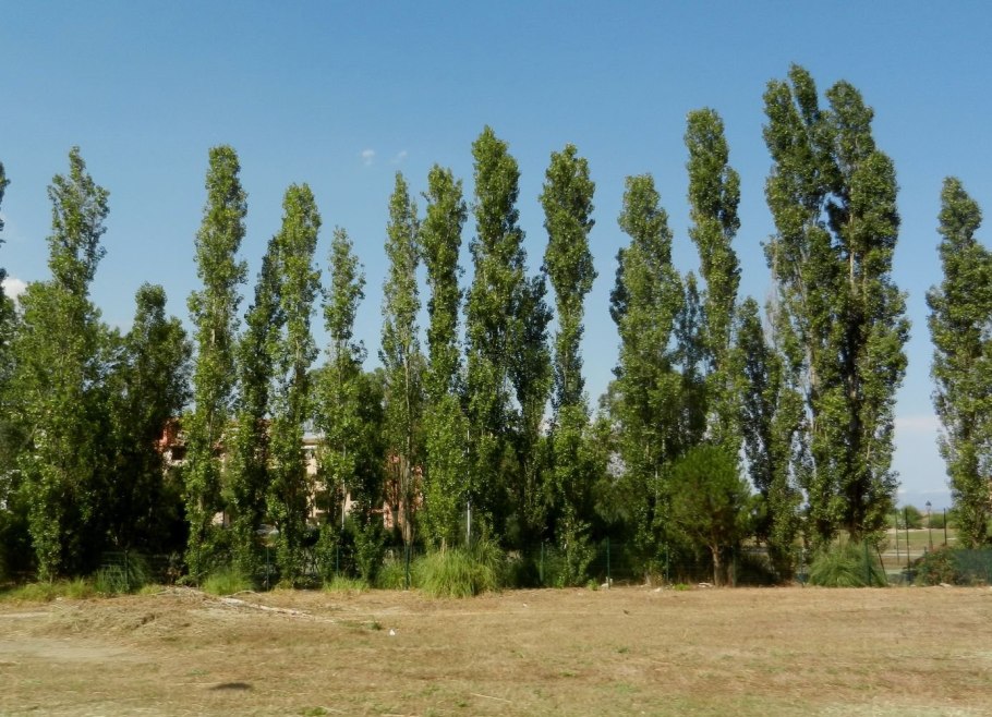 Тополь пирамидальный Populus pyramidalis