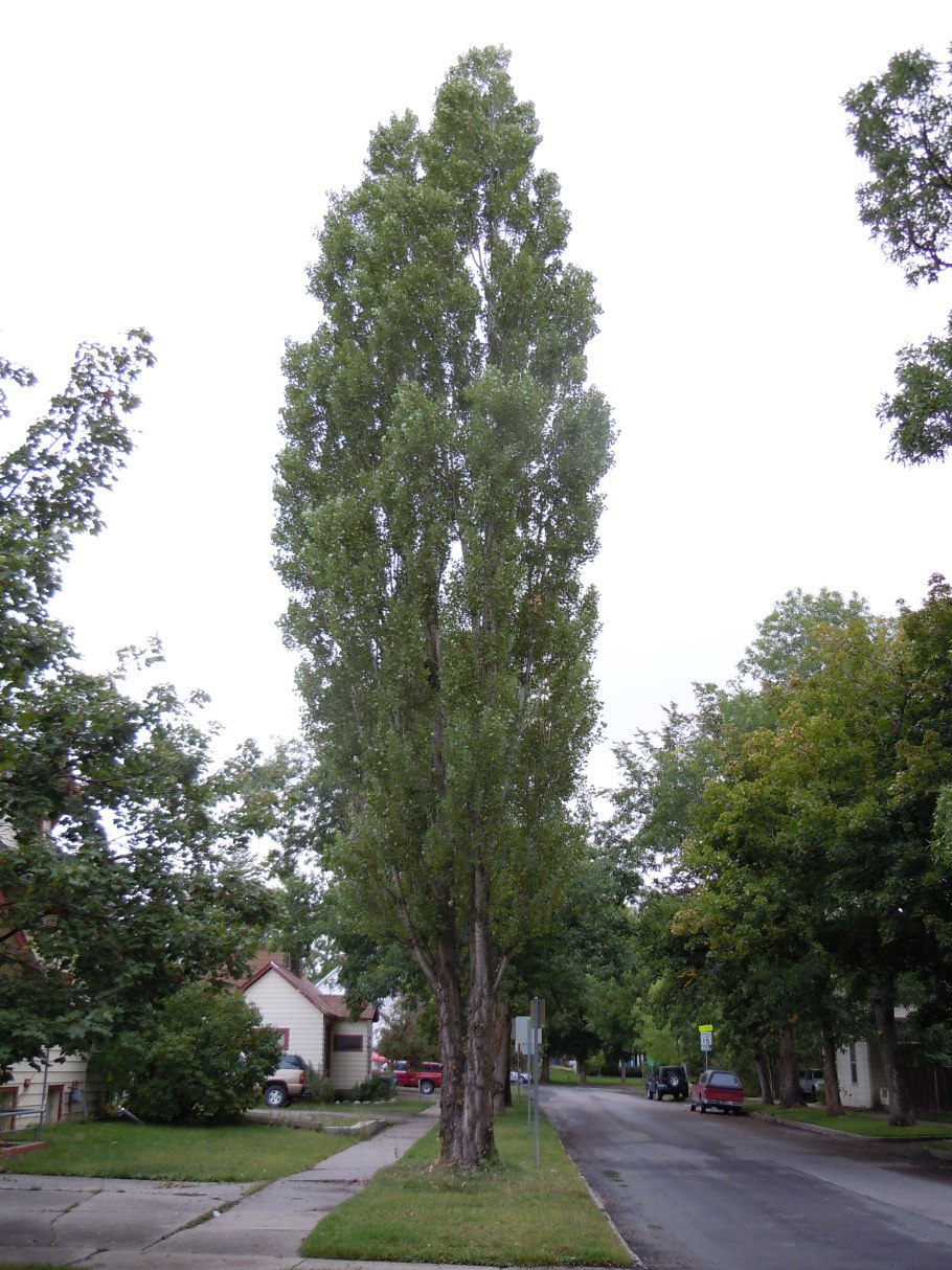 Тополь пирамидальный Populus pyramidalis