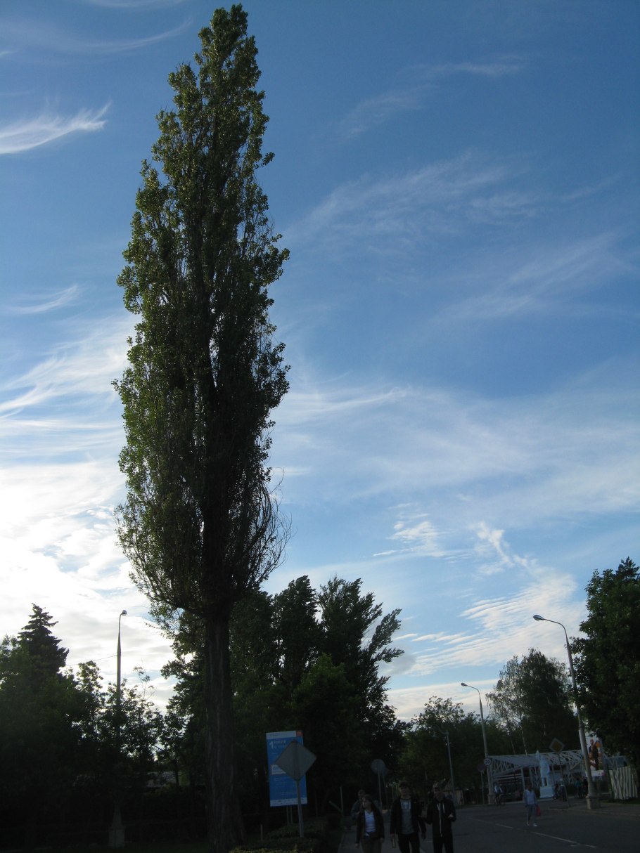 Populus Alba Тополь белый