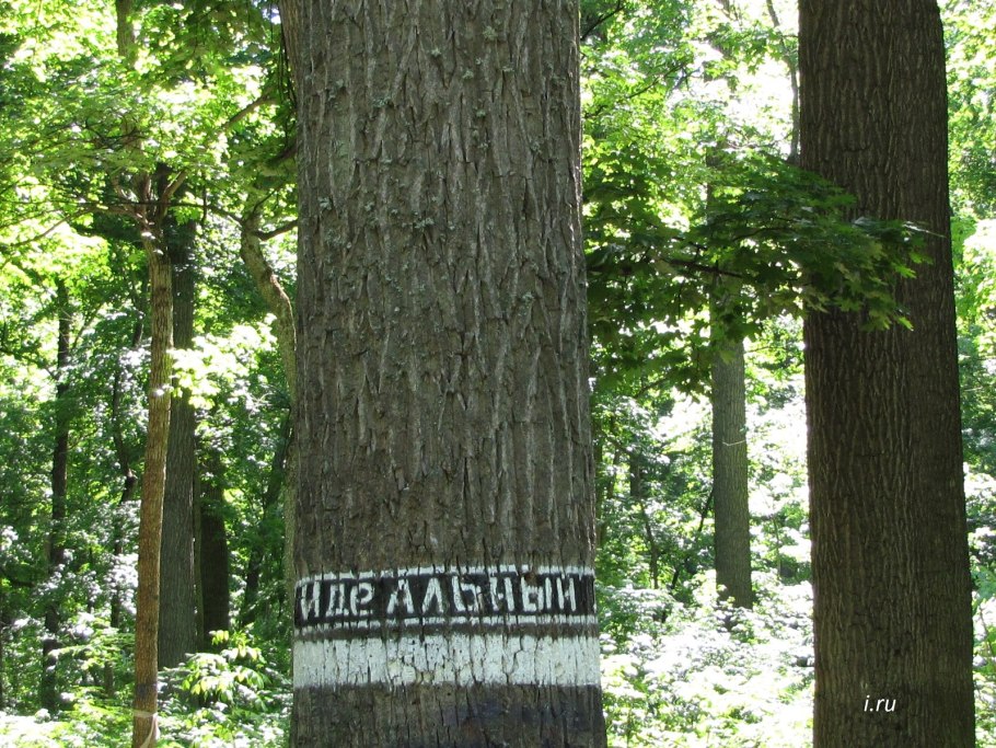 Дуб черешчатый Анапа