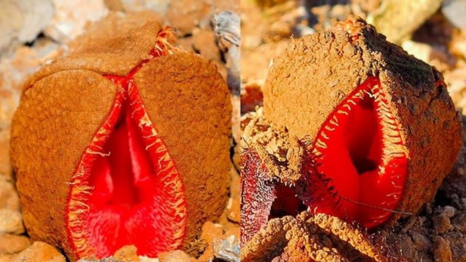 Дионея мухоловка