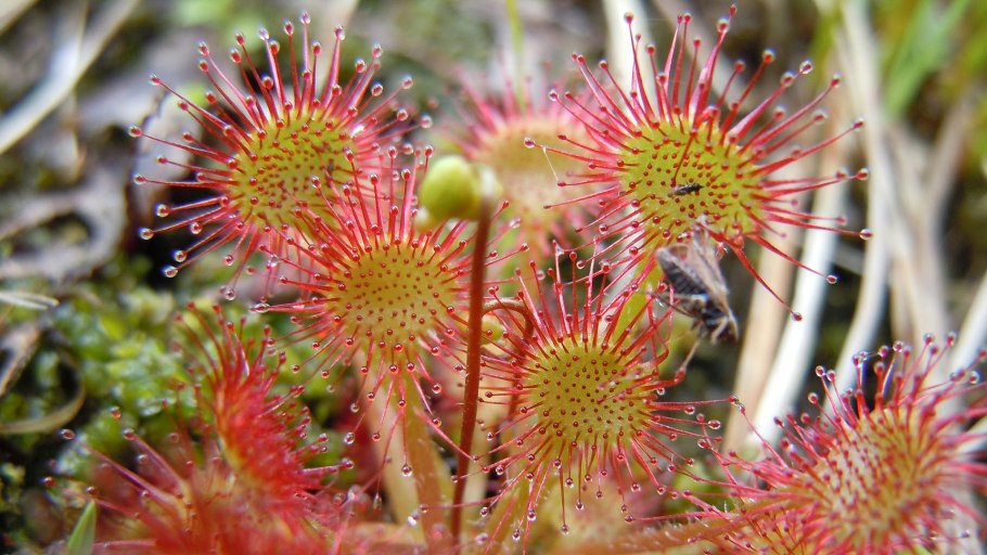 Ягуар Африканский