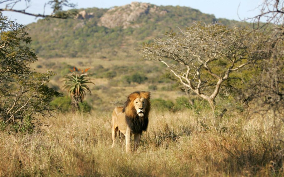 Ягуар Амазонии