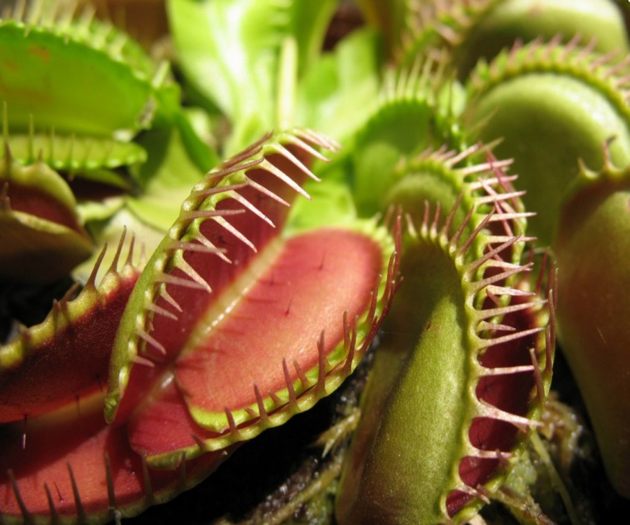 Цветок хищник Венерина мухоловка