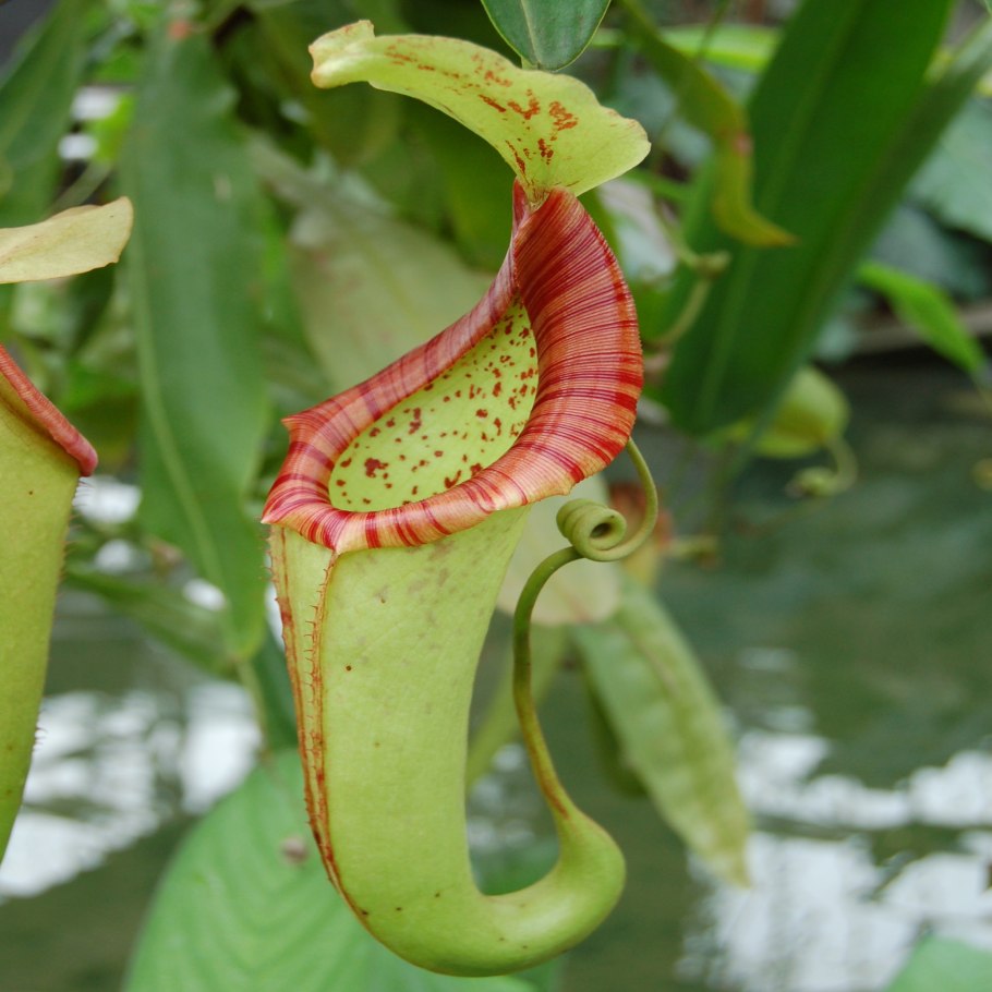 Непентес (Nepenthes)