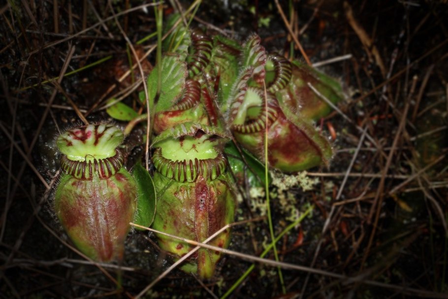 «Насекомоядные растения» Дарвин