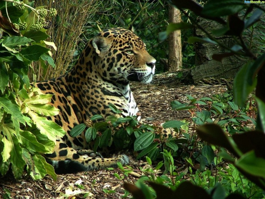 Цереус карнегия