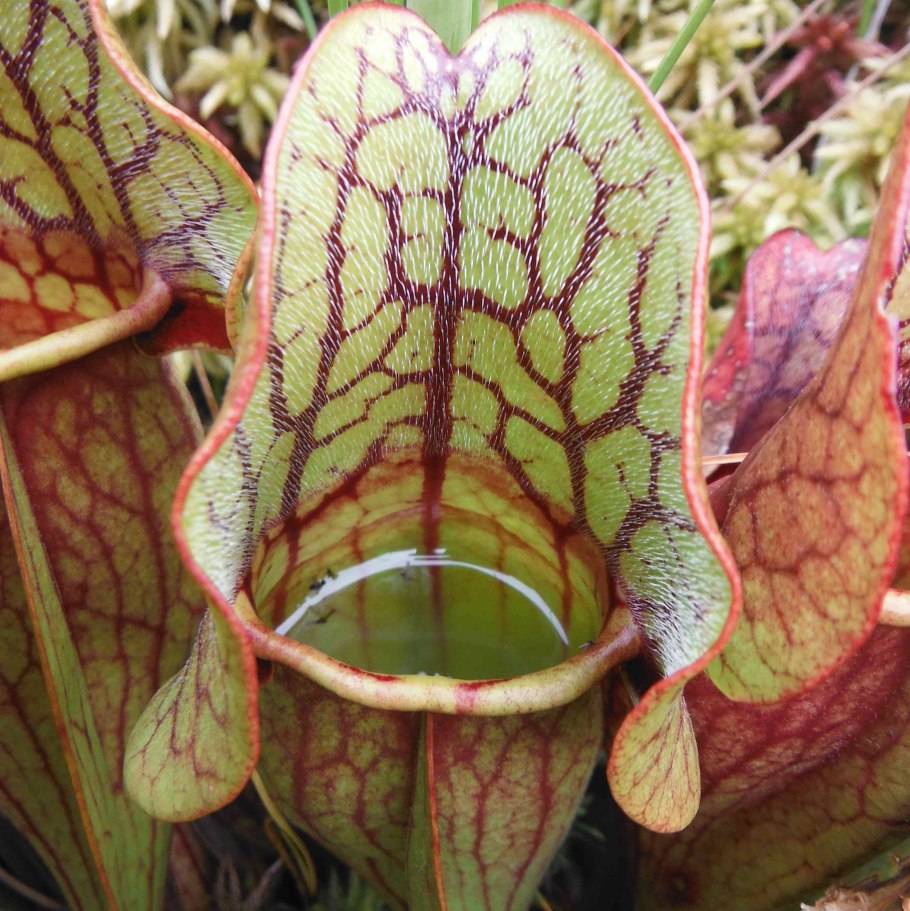 Плотоядные растения тропических лесов