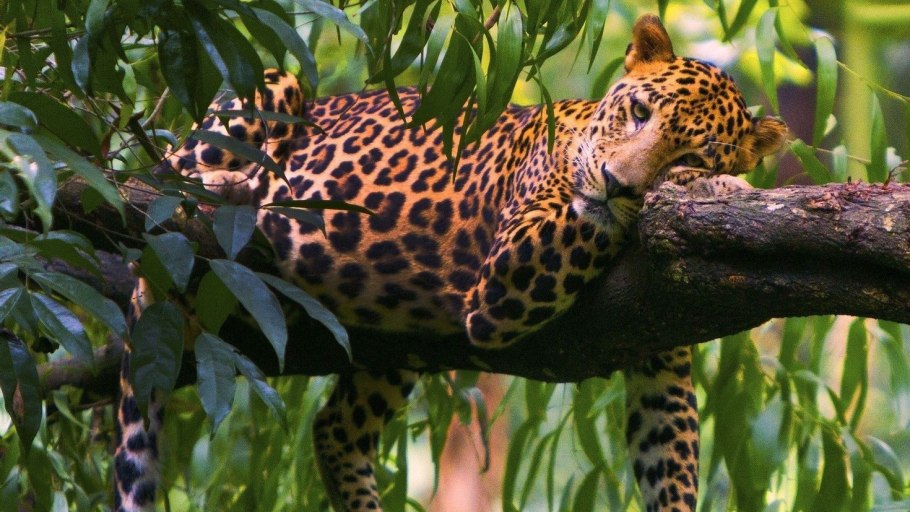 Перуанский Ягуар