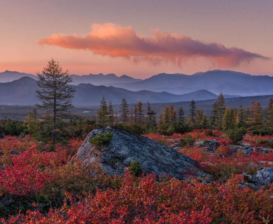 Тайга широколиственный лес