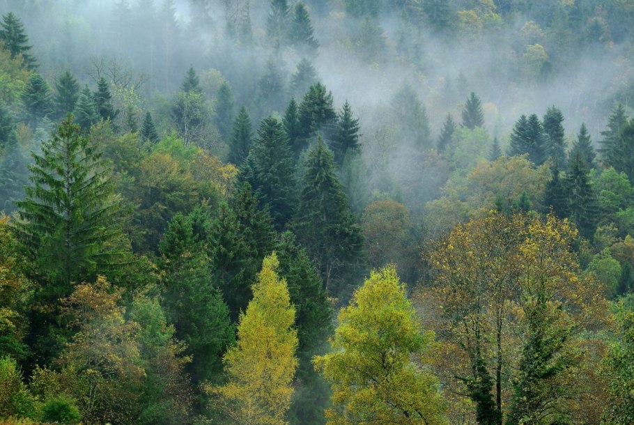 Арктика Таймыр лес