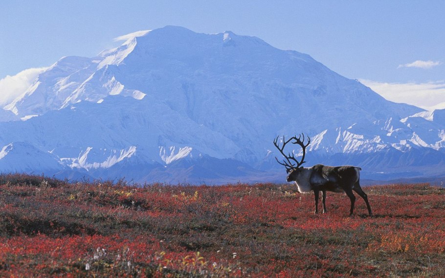 Большой Арктический заповедник Таймыр