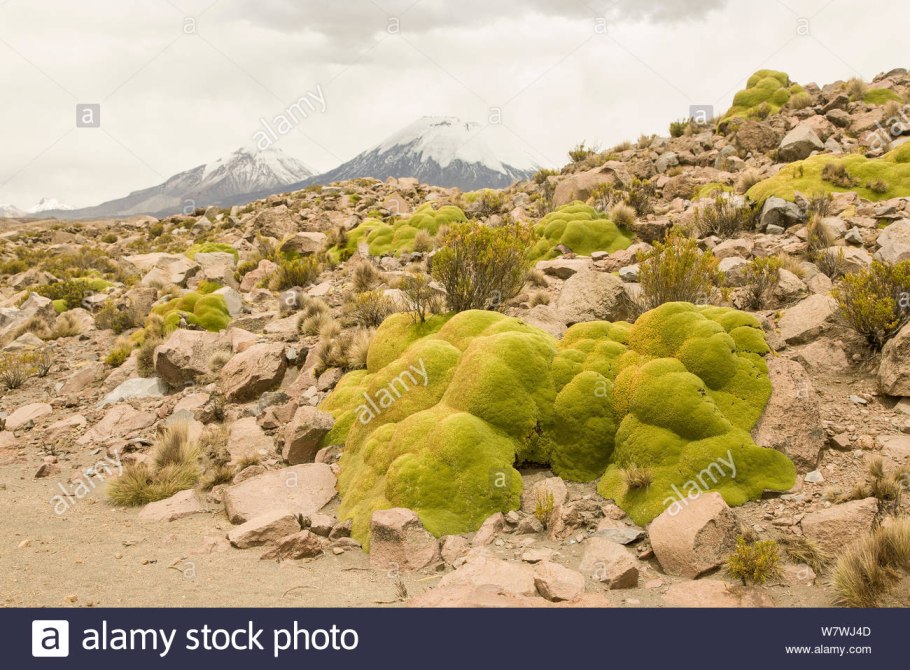 Аляска лесотундры