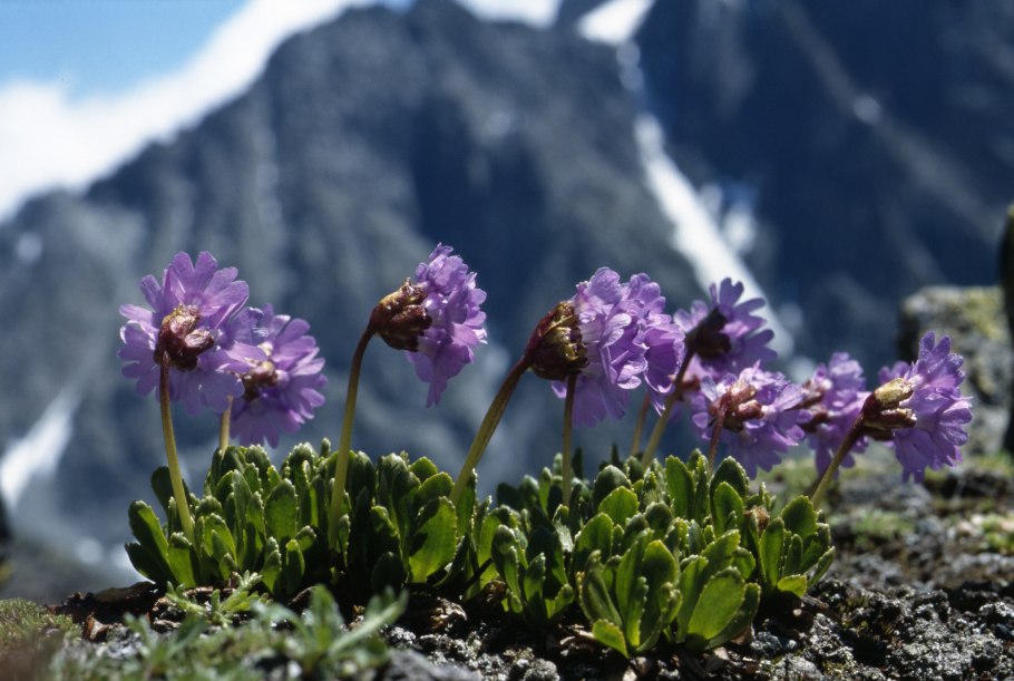 Карта природных зон Евразии