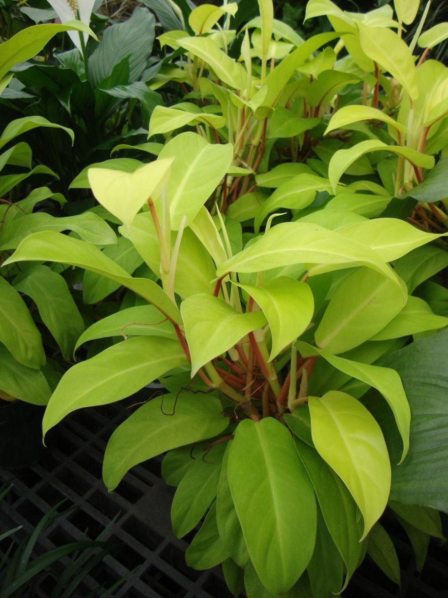 Филодендрон Lemon Lime