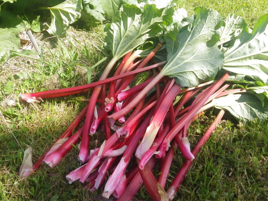 Ревень волнистый Rheum rhabarbarum