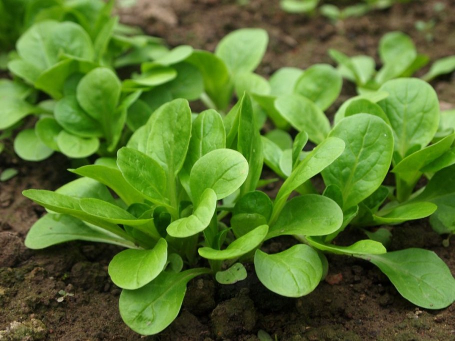 Валерианелла Огородная