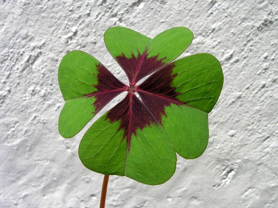 Кислица Железный крест