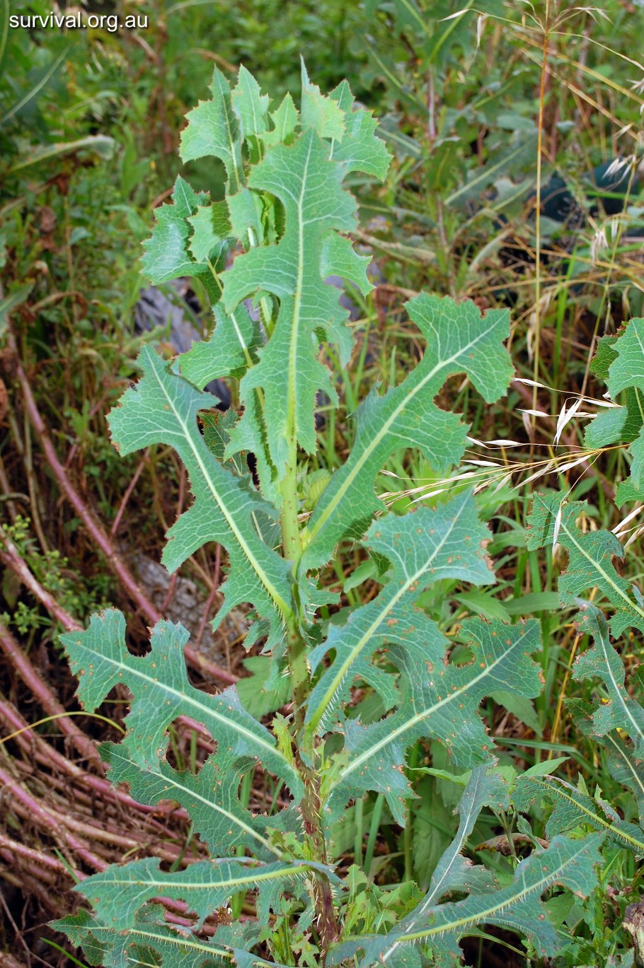 Латук Компасный (Lactuca serriola)