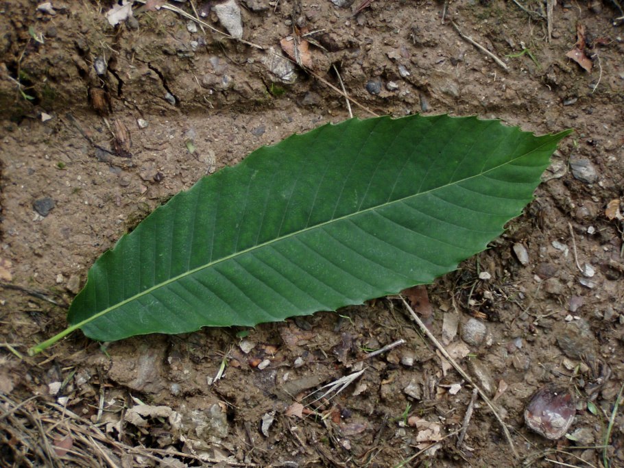 Ревень Гуннера