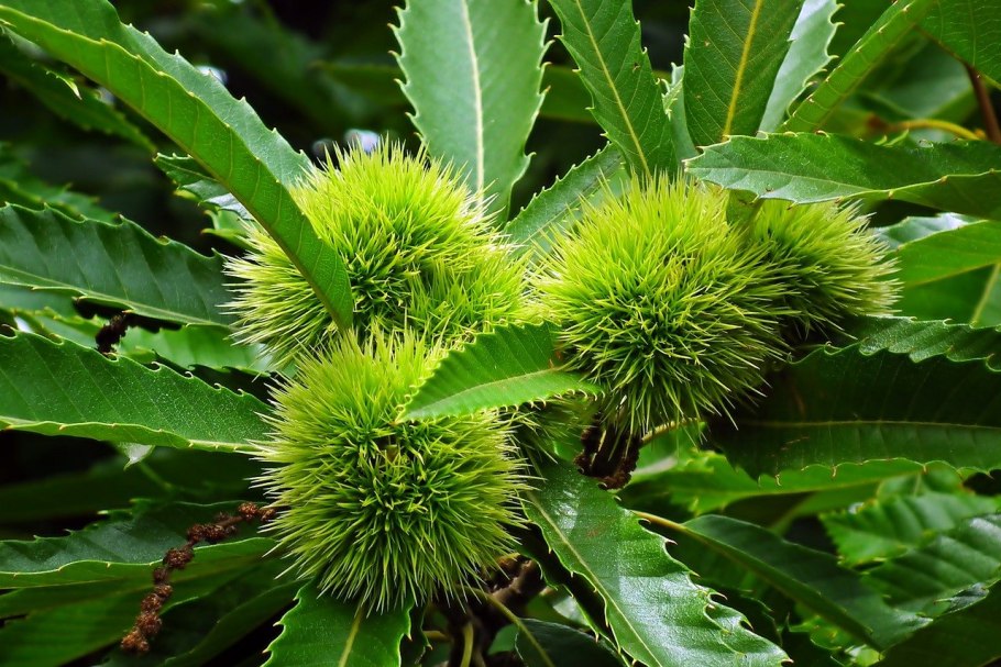 Castanea Sativa лист