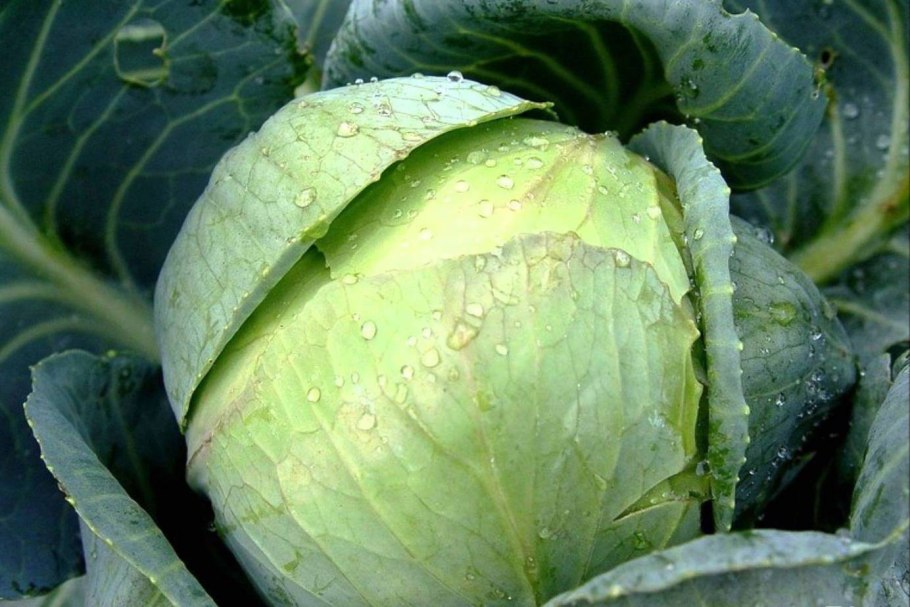 Квашеная капуста кочанами