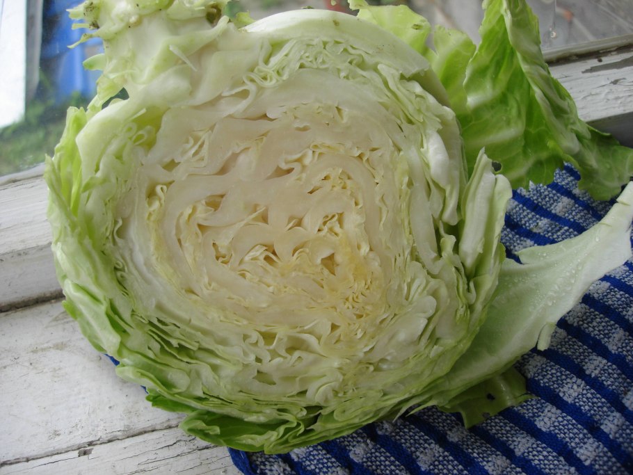 Капуста белокочанная точка