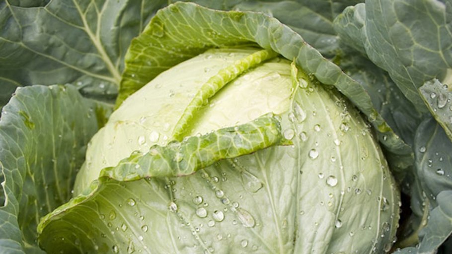 Капуста на дернине.