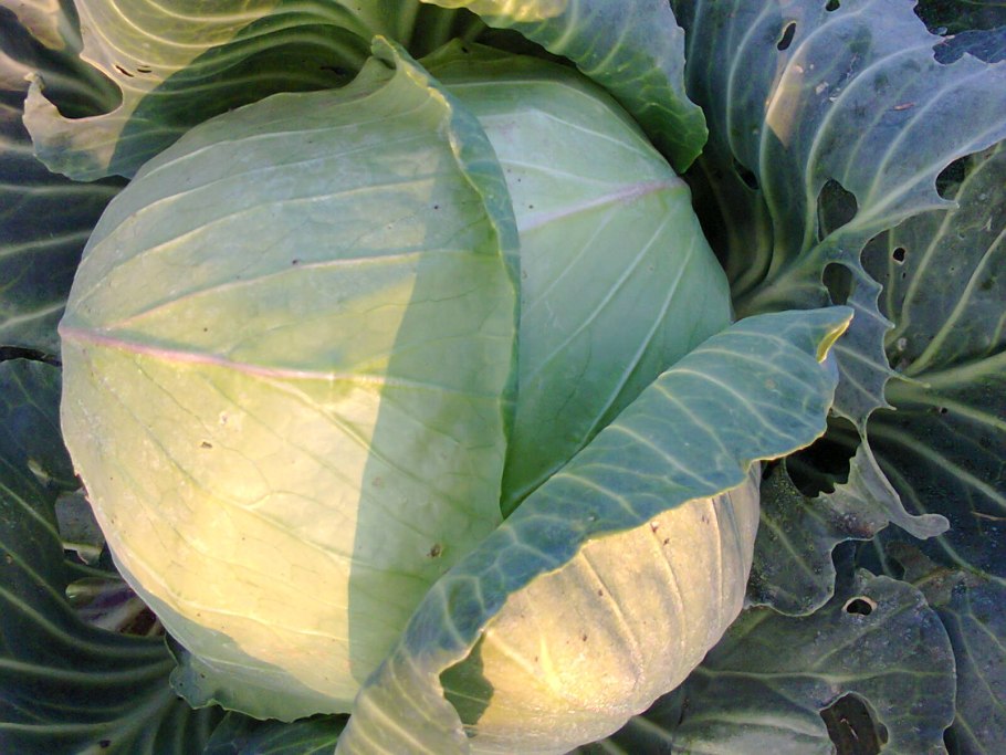 Сорта пекинской капусты фото с названием