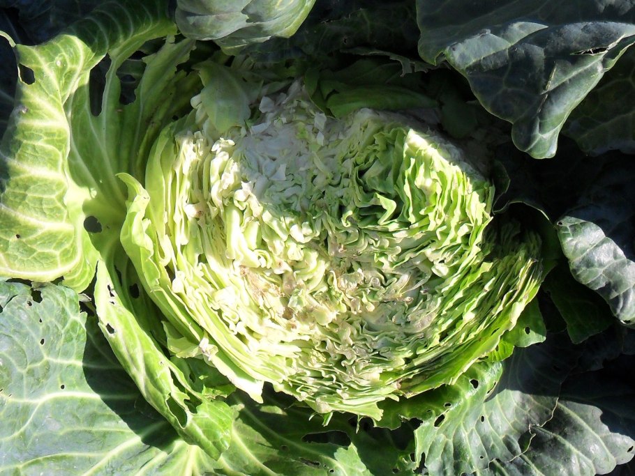 Капуста Панчой